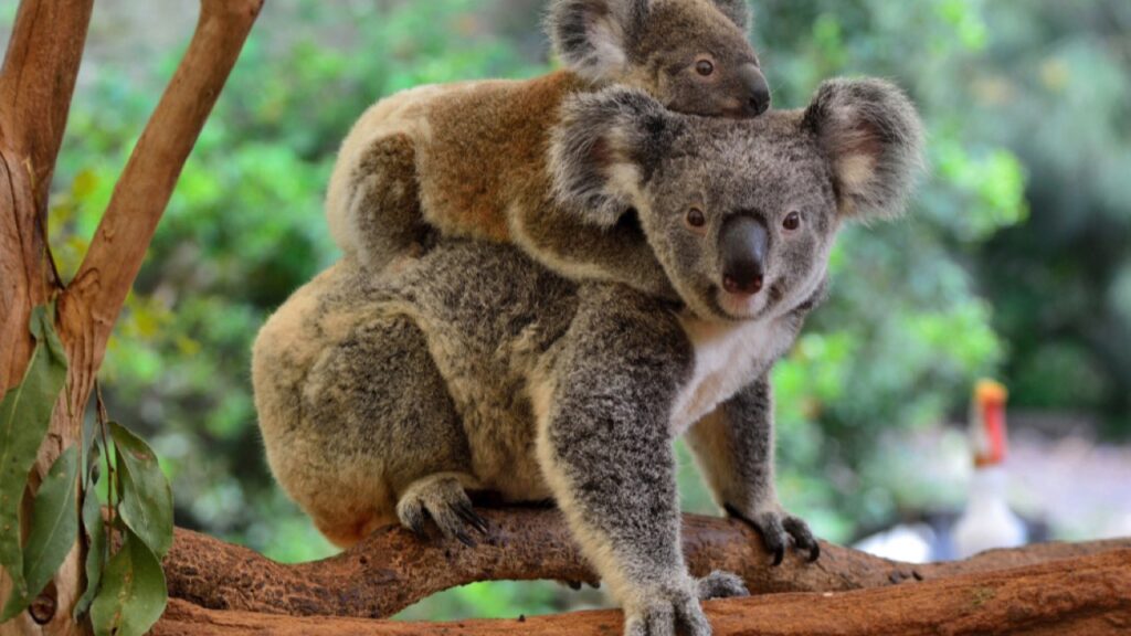 Koala