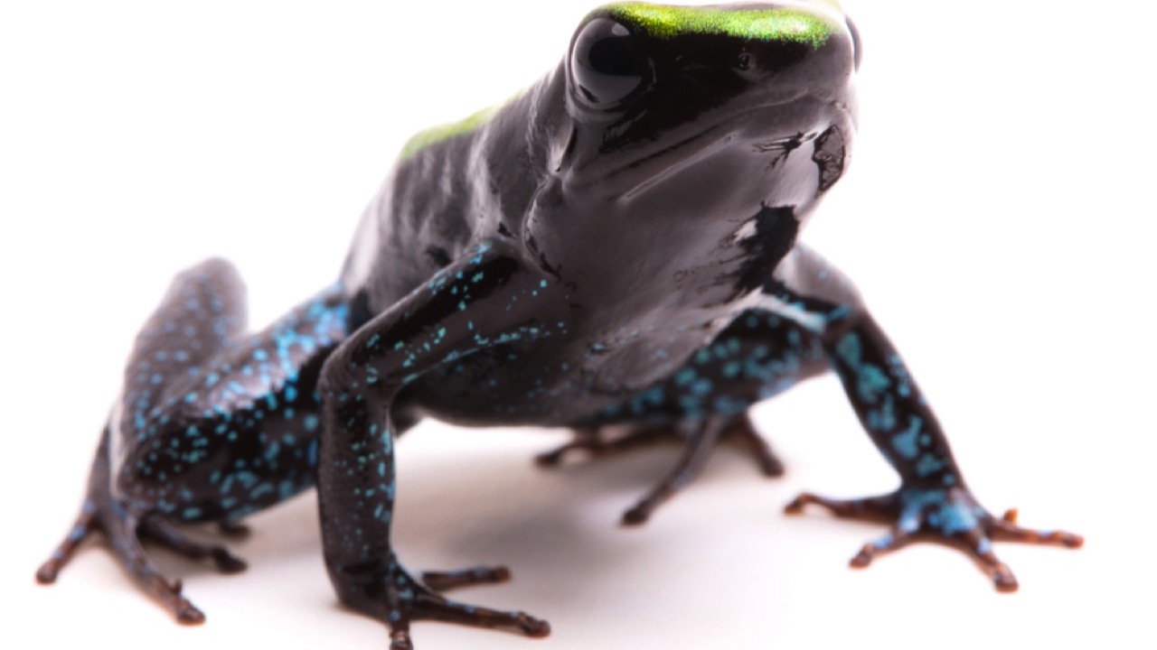 Kokoe Poison Dart Frog