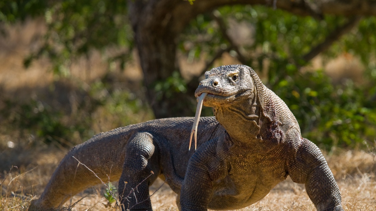 Komodo Dragon