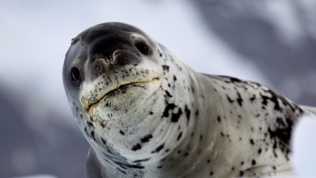 Leopard Seal