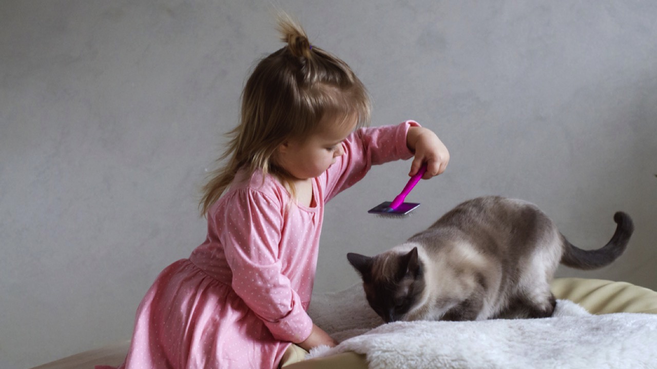 Little-girl-taking-care-and-brushing-combing-a-cat-with-brush-at-home