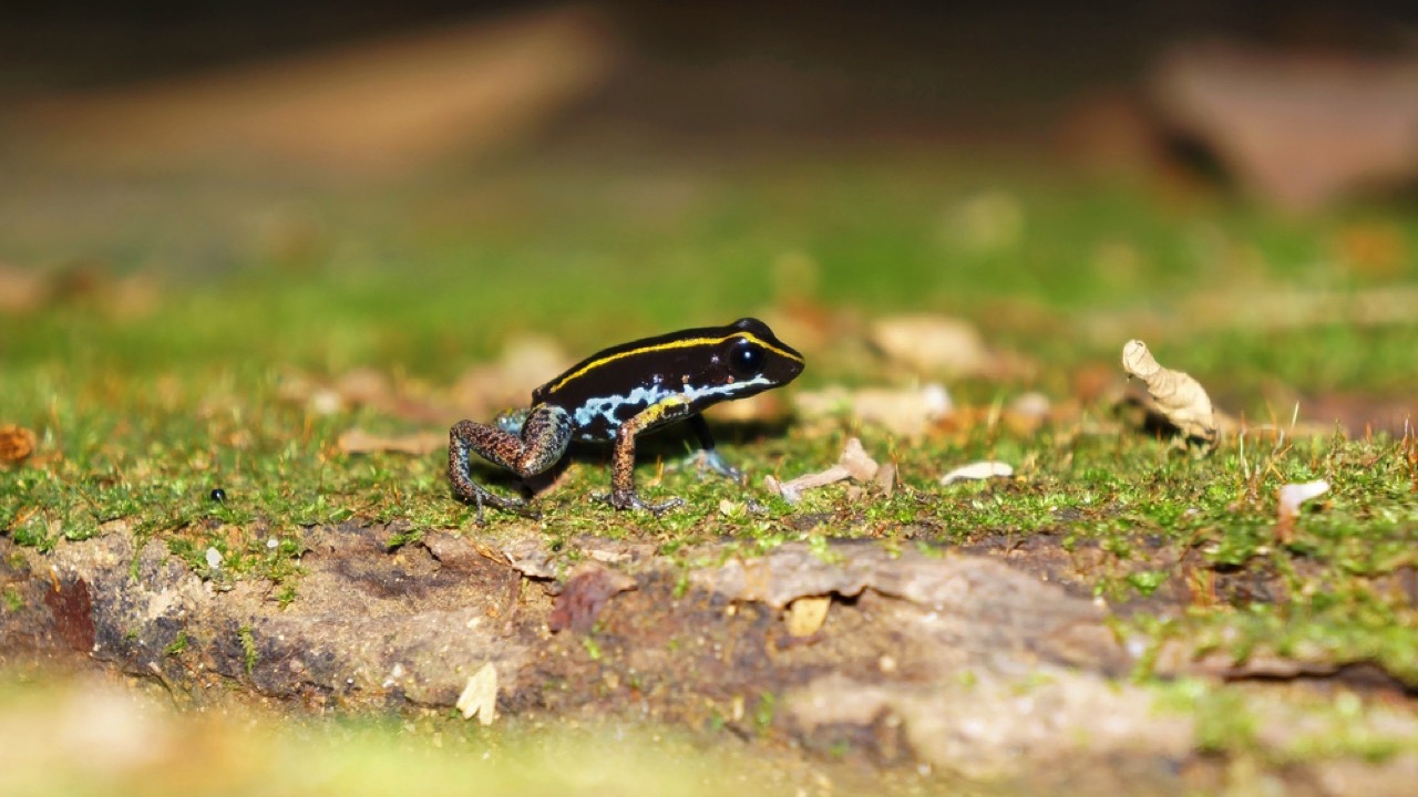  Lovely Poison Frog 