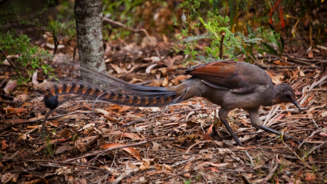 Male lyrebird