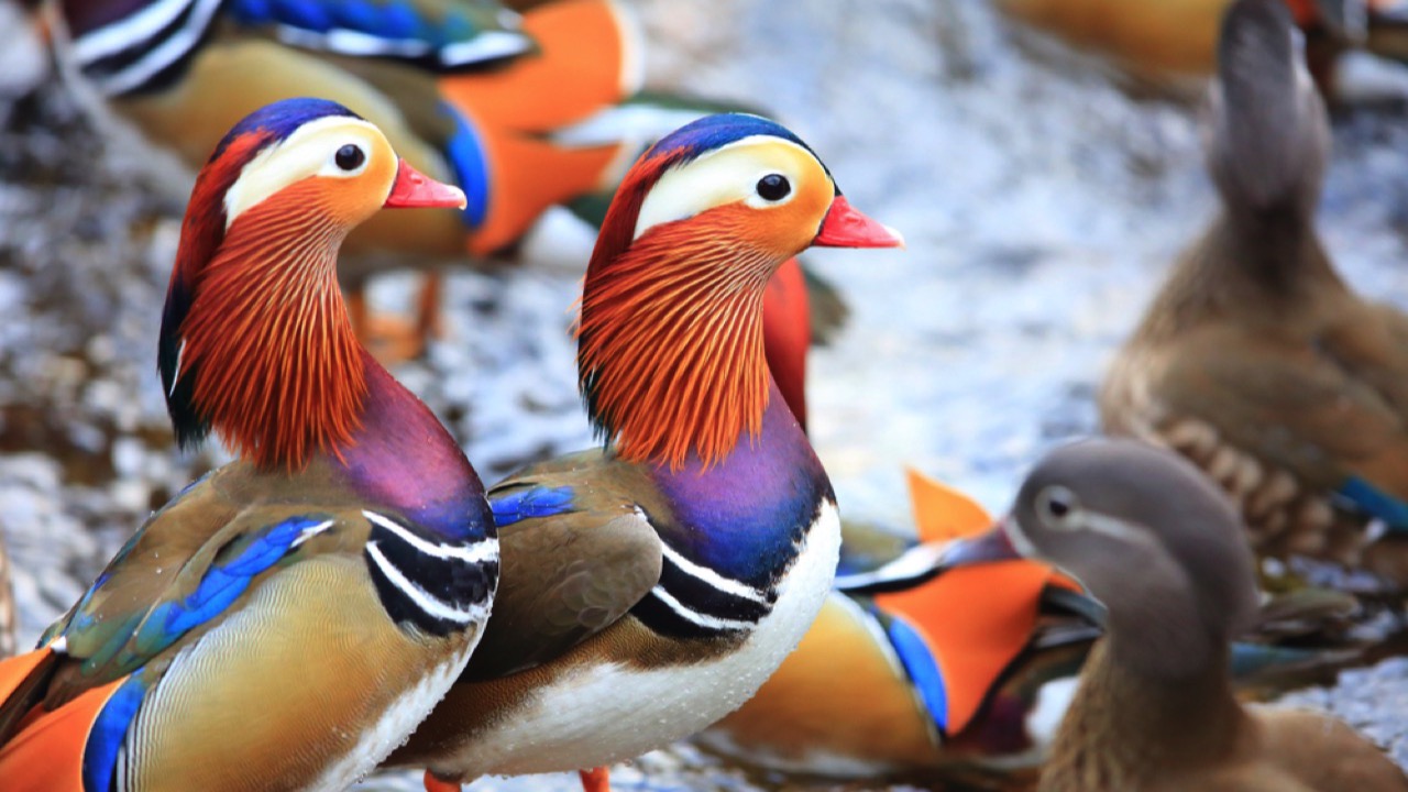 Mandarin Ducks