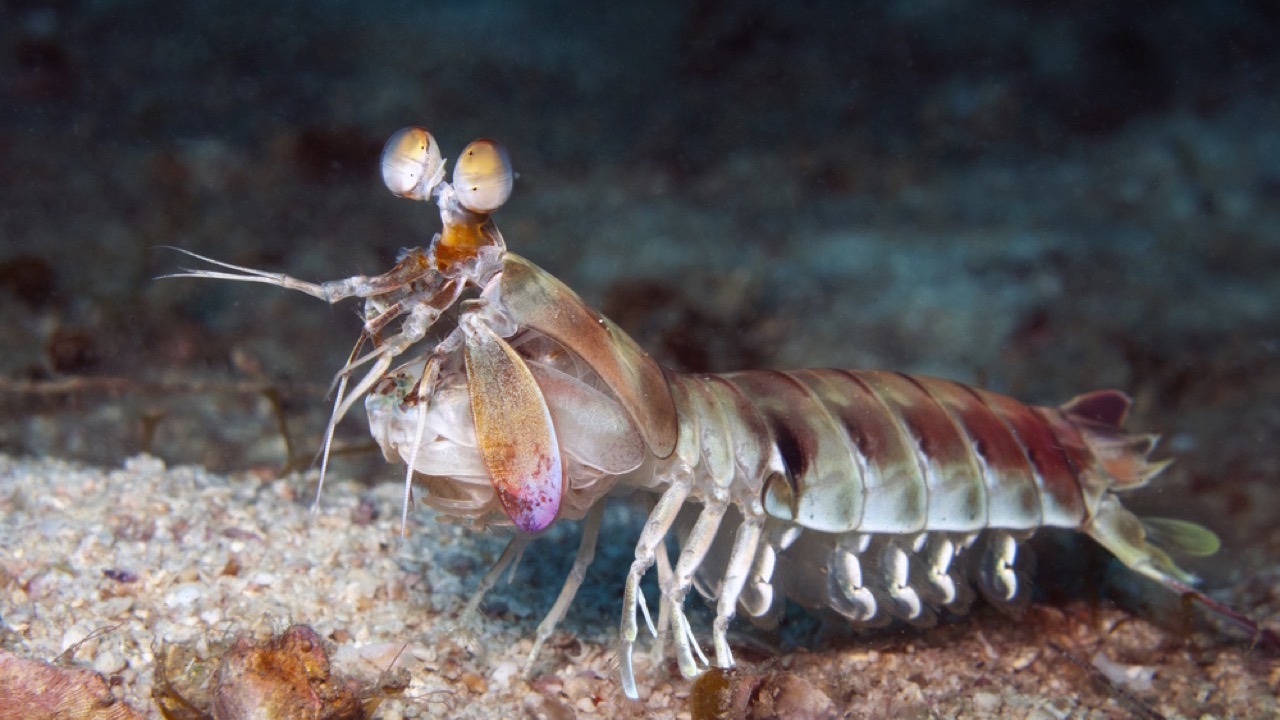 Mantis Shrimp