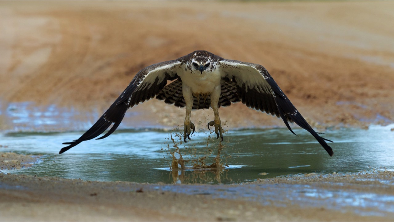 Martial Eagle