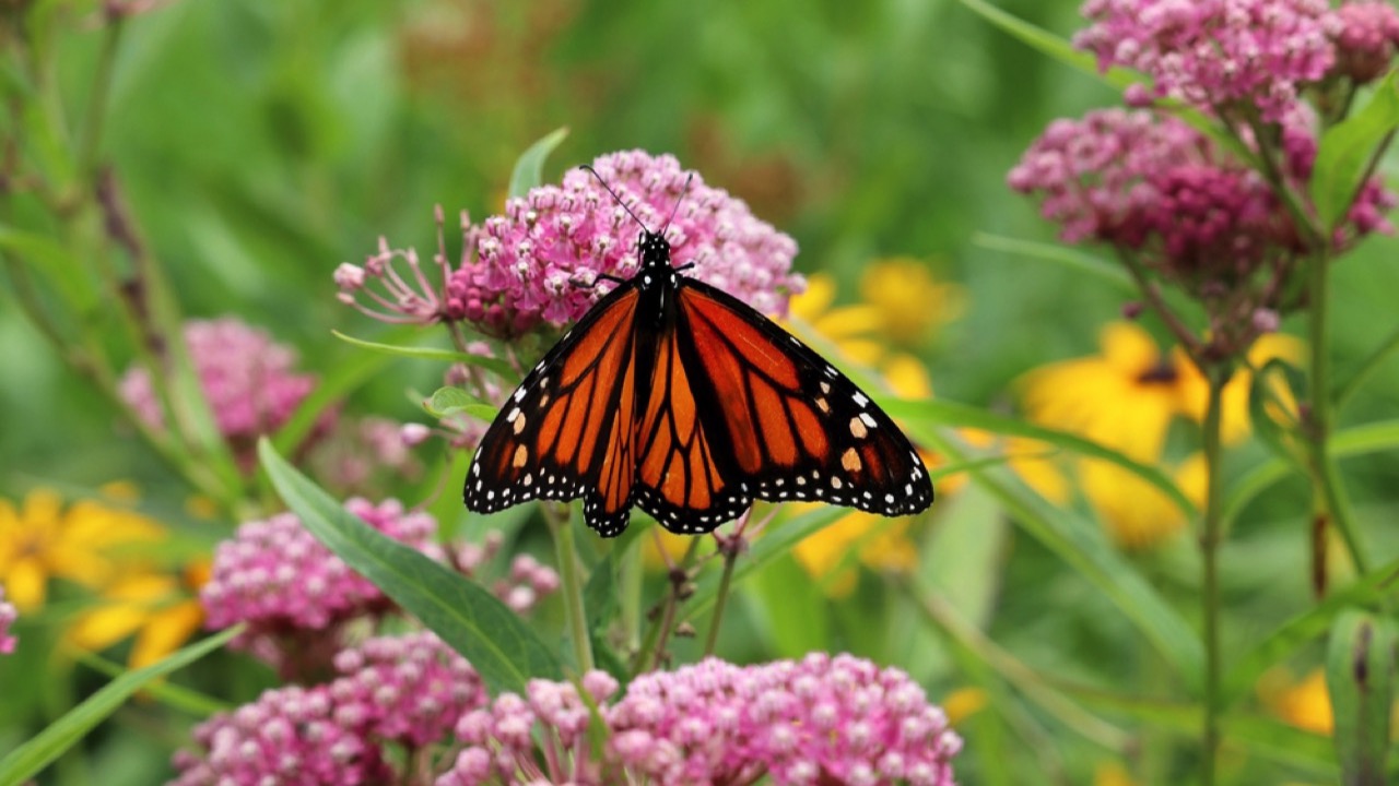 monarch butterfly