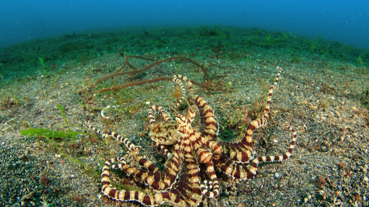 Mimic Octopus on sandy substrate