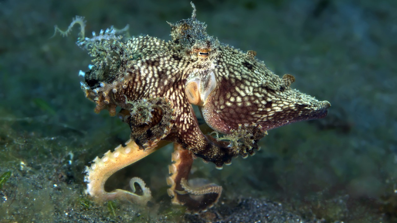 mimic octopus