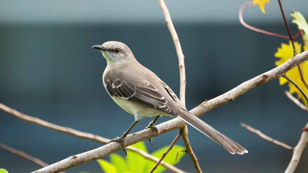 Mockingbird