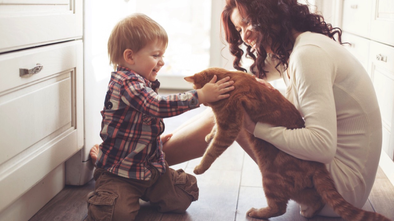 Boy playing with cat