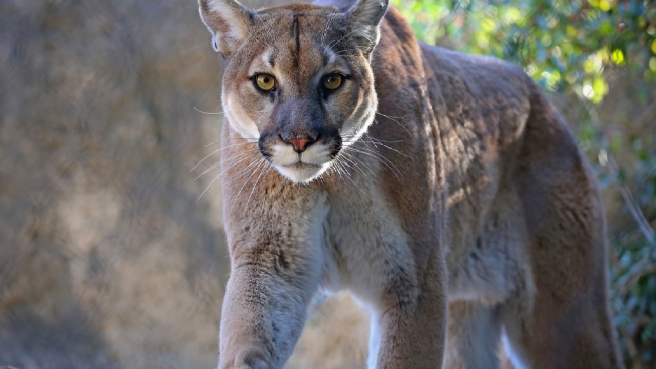 Mountain lion