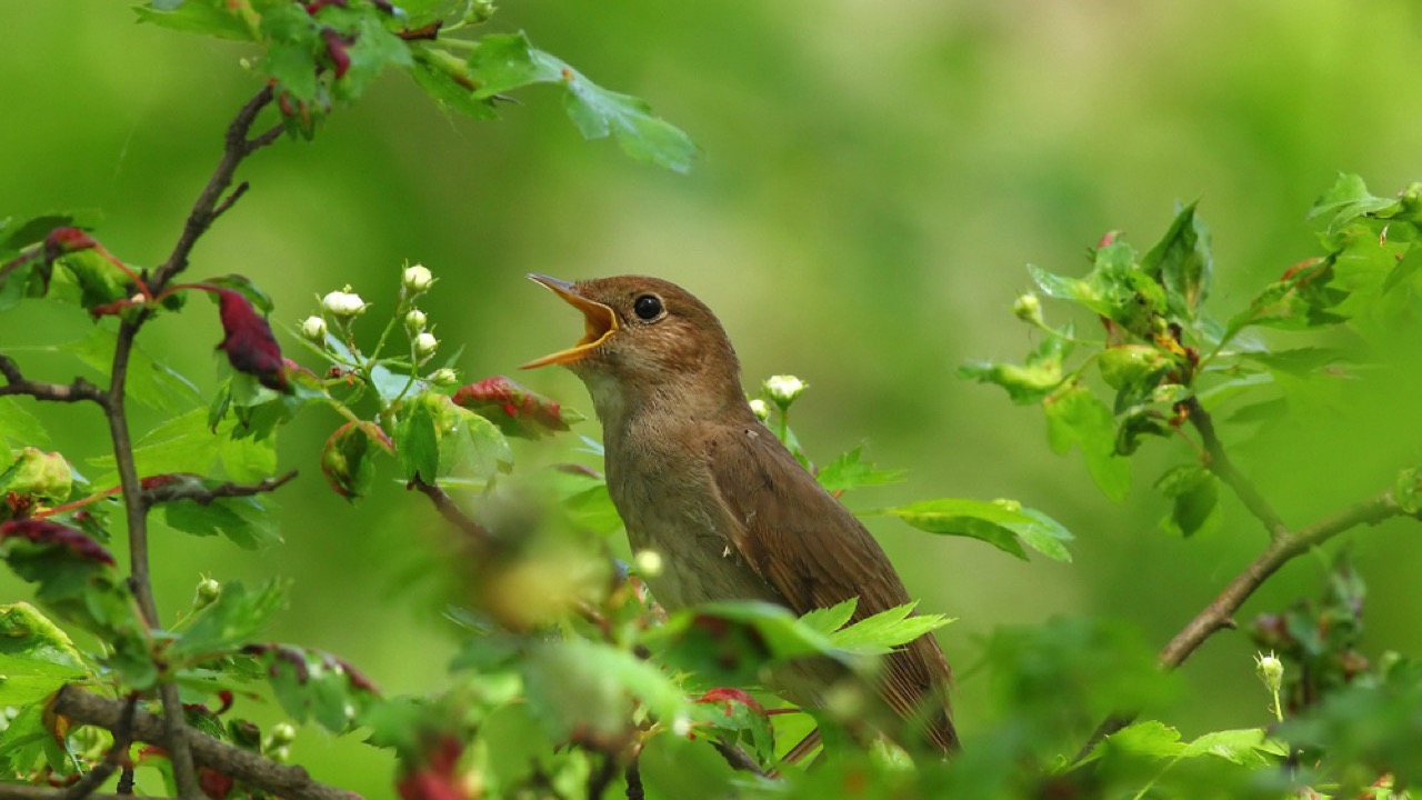 Nightingale