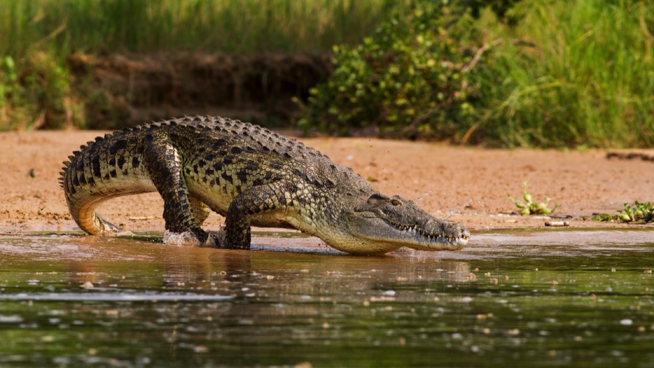 Nile Crocodile