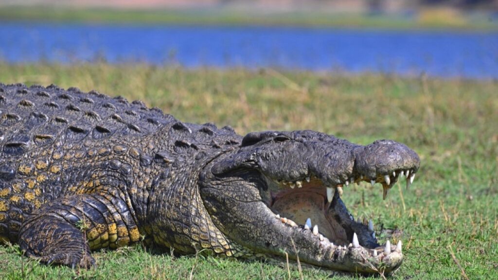 Nile crocodile with mouth open