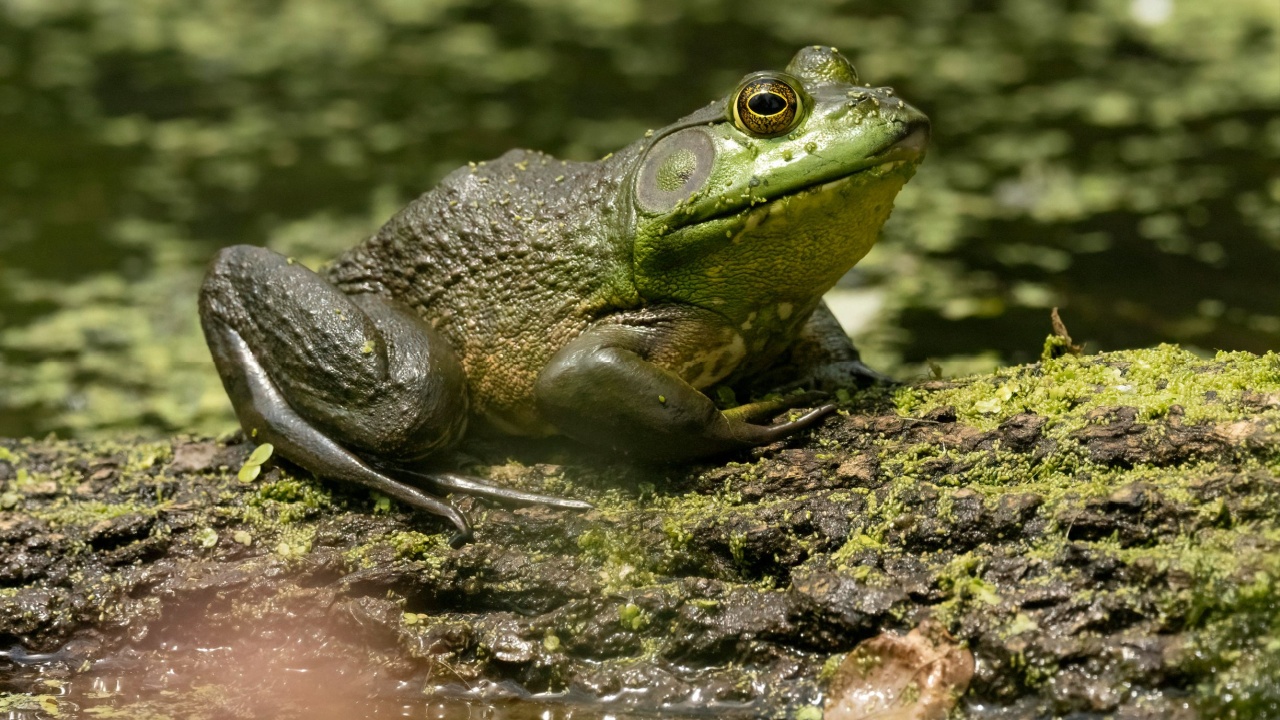 North American Bullfrog