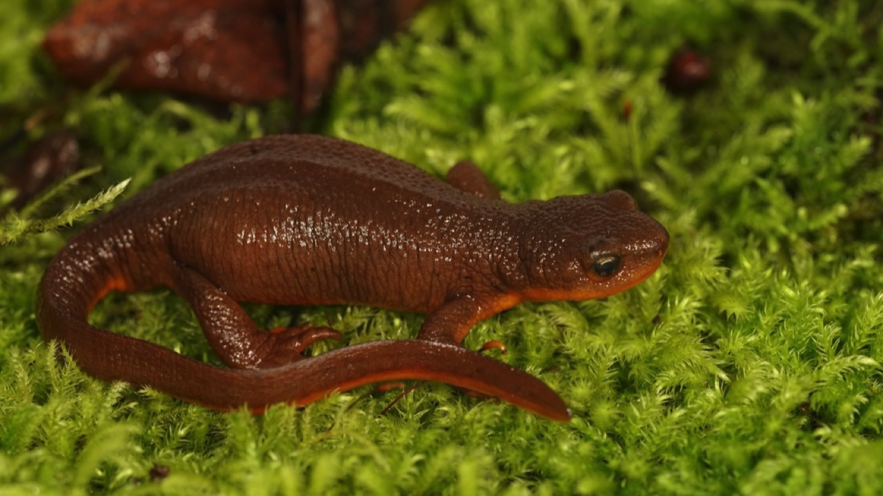 Pacific newts