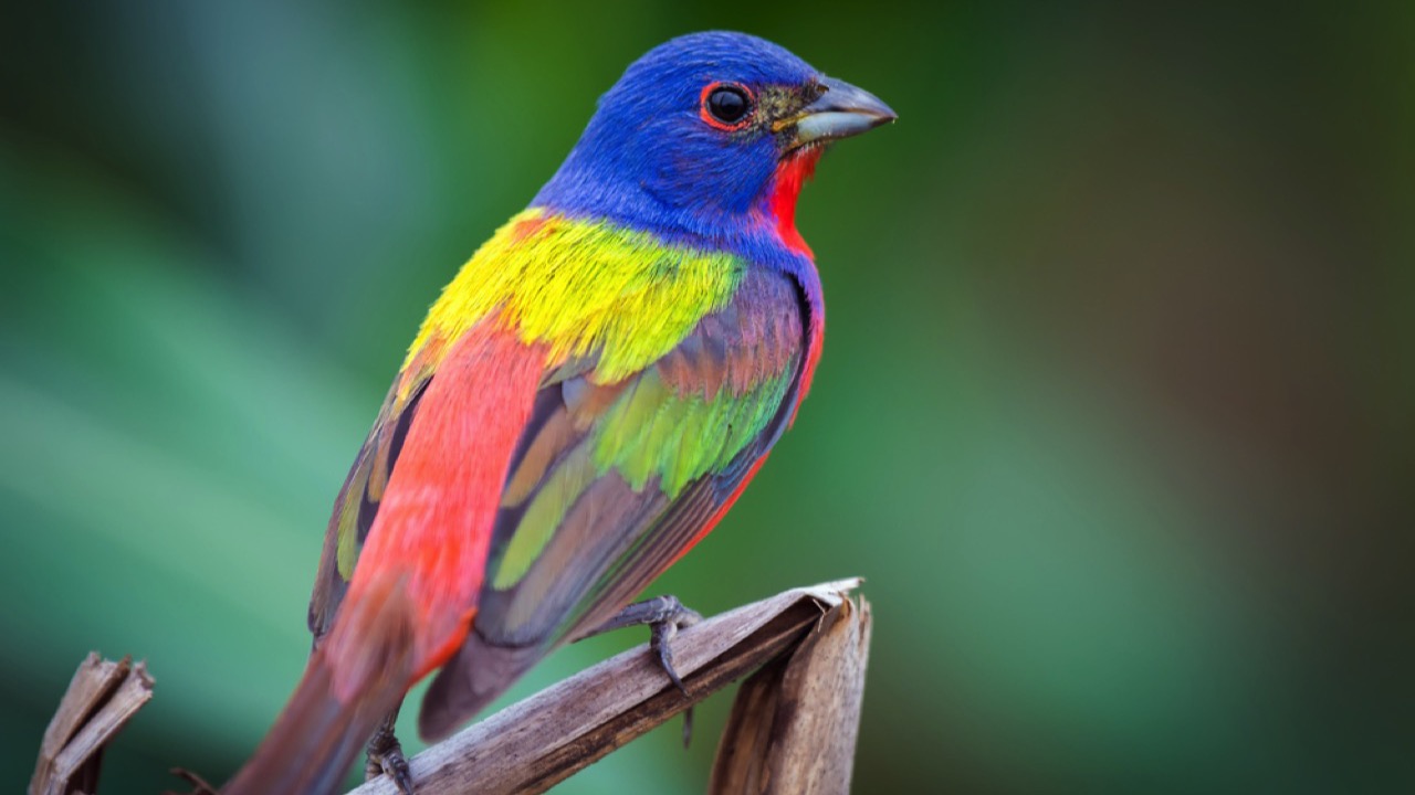 Painted Bunting