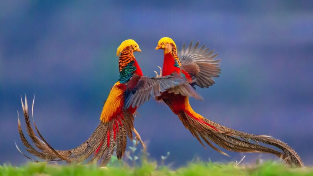 Pair of Golden Pheasant