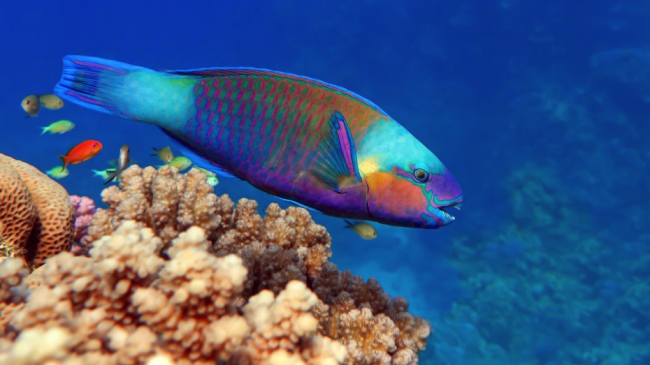 Parrotfish