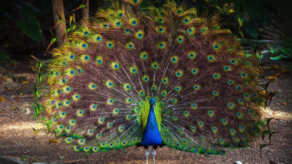 Peacock