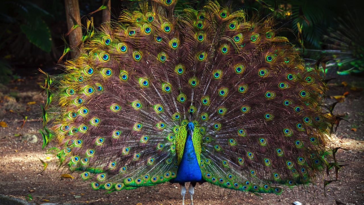  Peacock