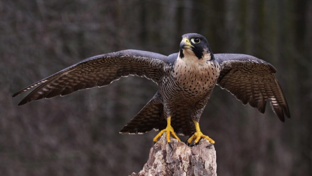 Peregrine-Falcon-on-tree-branch