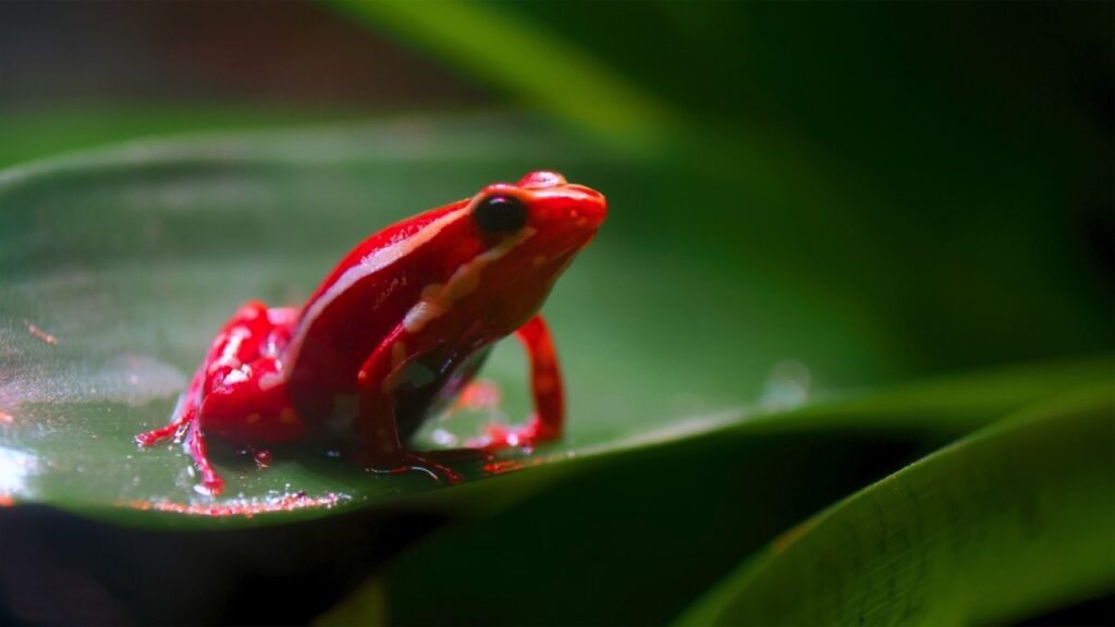 Phantasmal Poison Frog on leaf