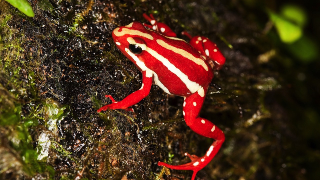 Phantasmal Poison Frog