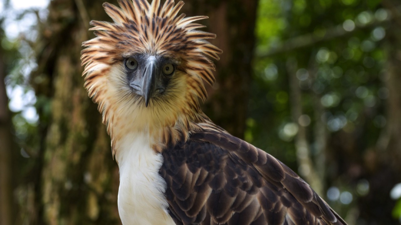 Philippine Eagle