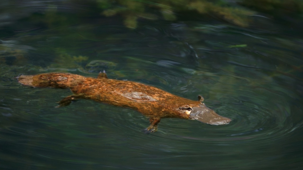 Platypus - Ornithorhynchus anatinus, duck-billed platypus, semiaquatic egg-laying mammal endemic to eastern Australia, including Tasmania. Strange water marsupial with duck beak and flat fin tail.