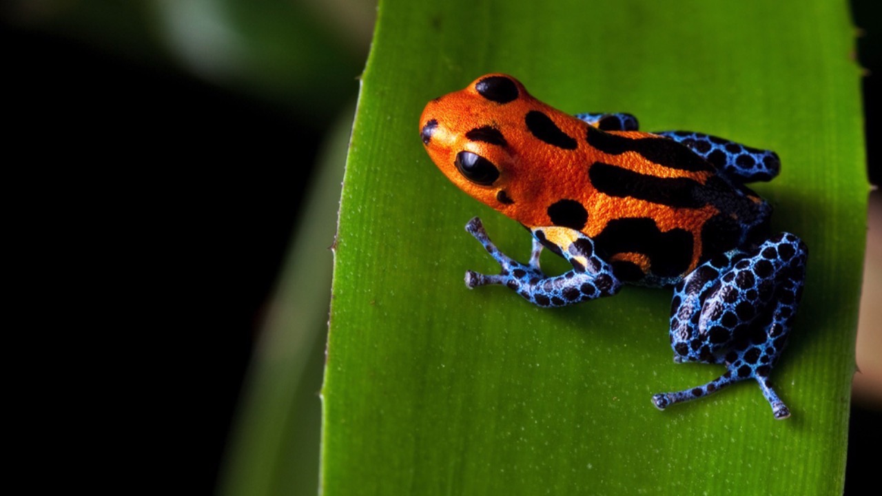 Poison Dart Frog