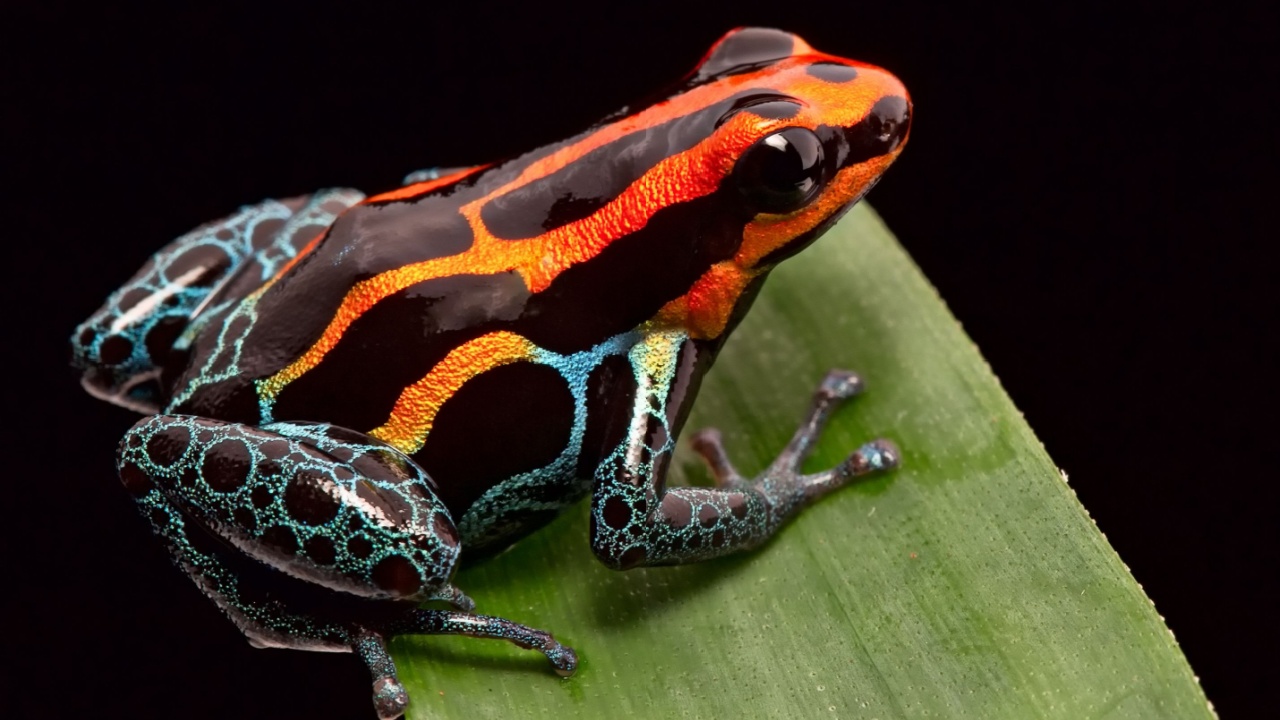 Poison Dart Frog