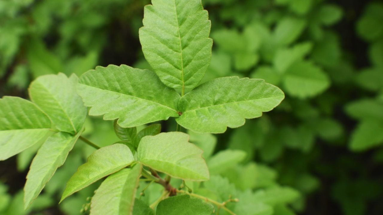 poison oak