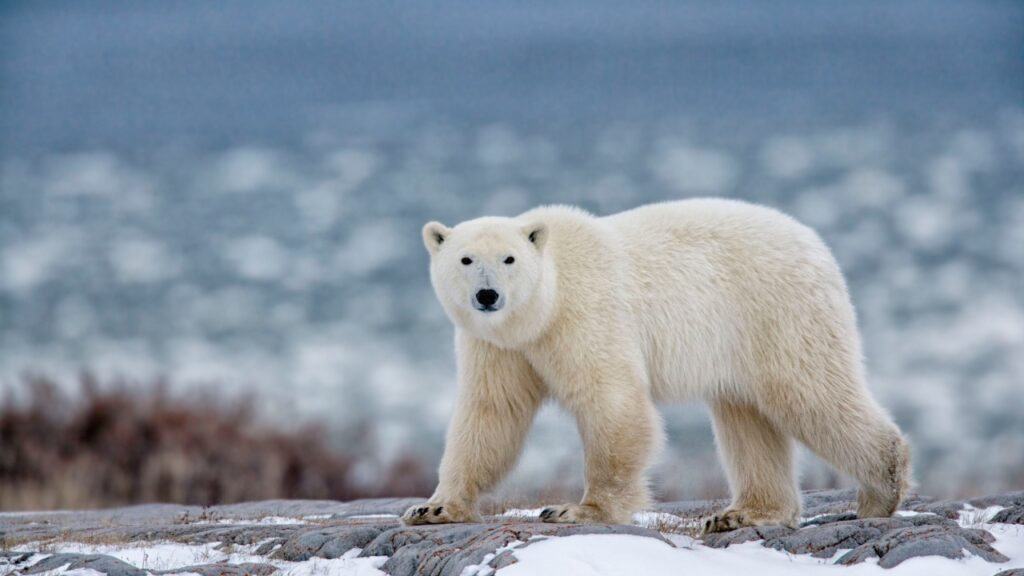 15 Little-Known Facts About the Polar Bear - Outlandish Owl