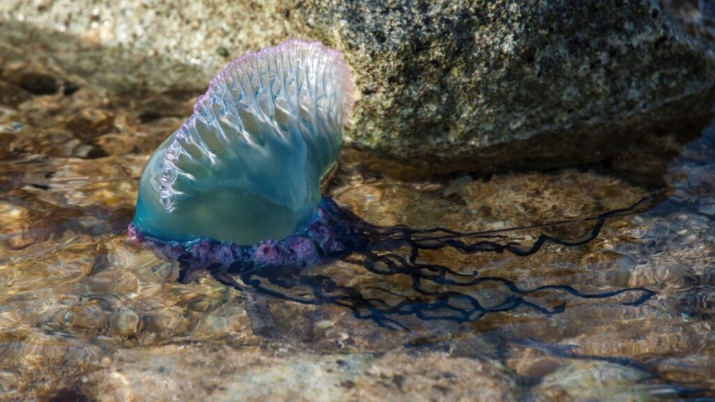 Portuguese Man O' War