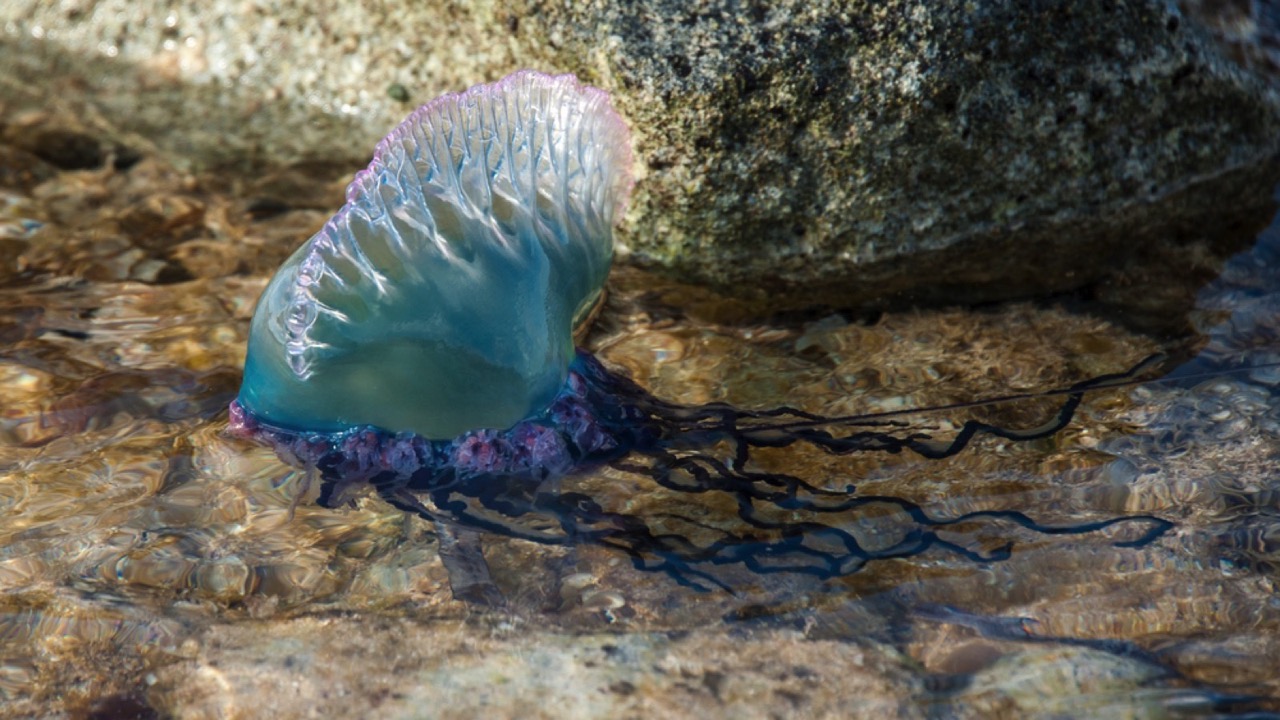 Portuguese Man-O-War Jellyfish