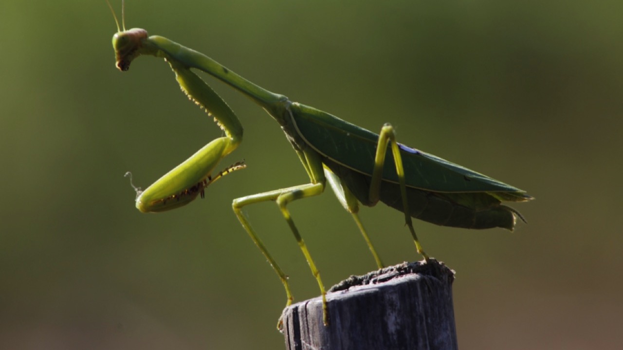 Praying Mantis