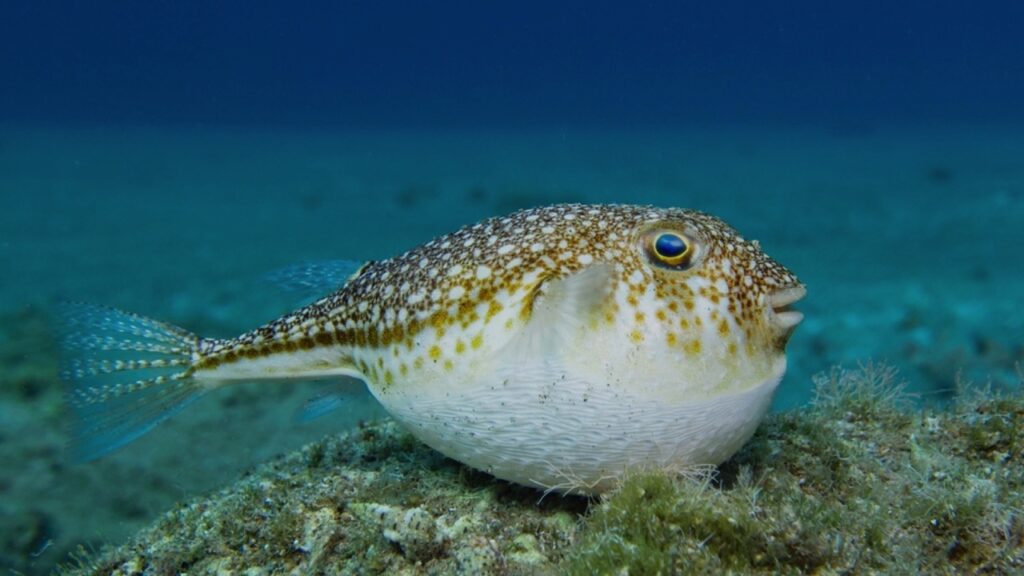 Pufferfish