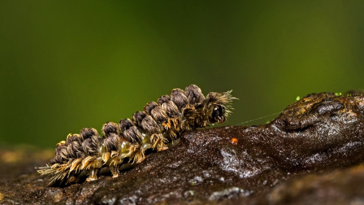 puss caterpillar