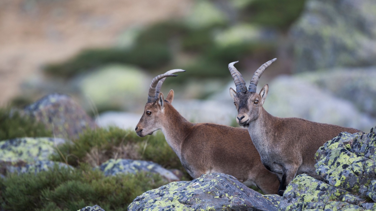 Pyrenean Ibex 