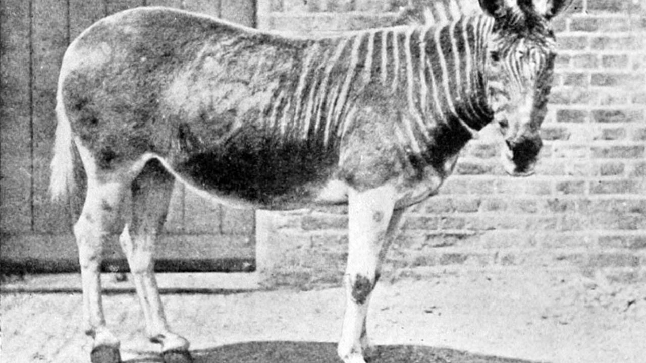 Quagga