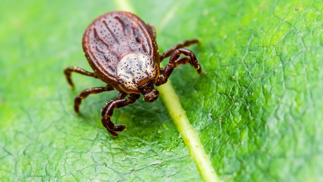 Tick causes Lyme disease