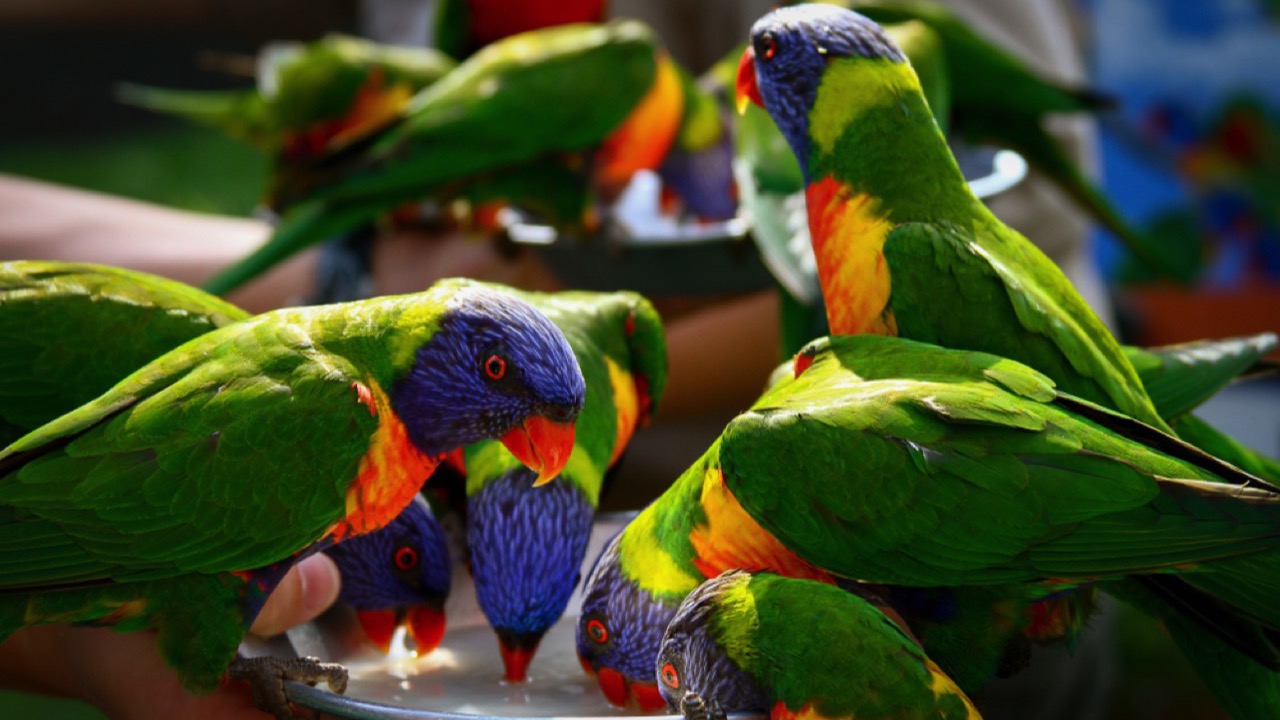 Rainbow Lorikeet