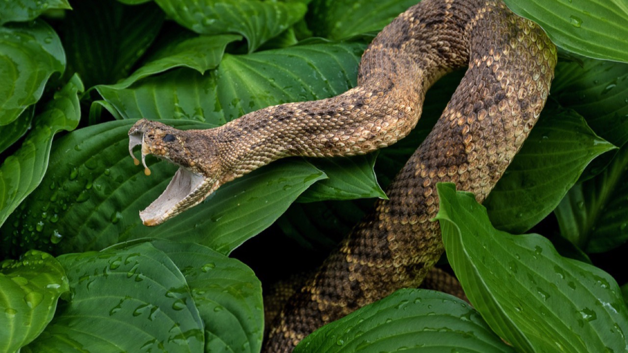 Rattlesnake