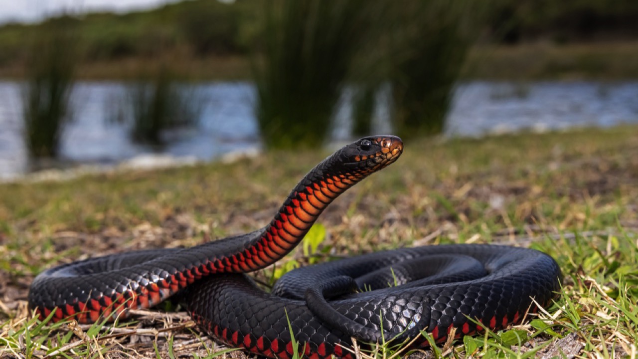 Red-Bellied Black Snake