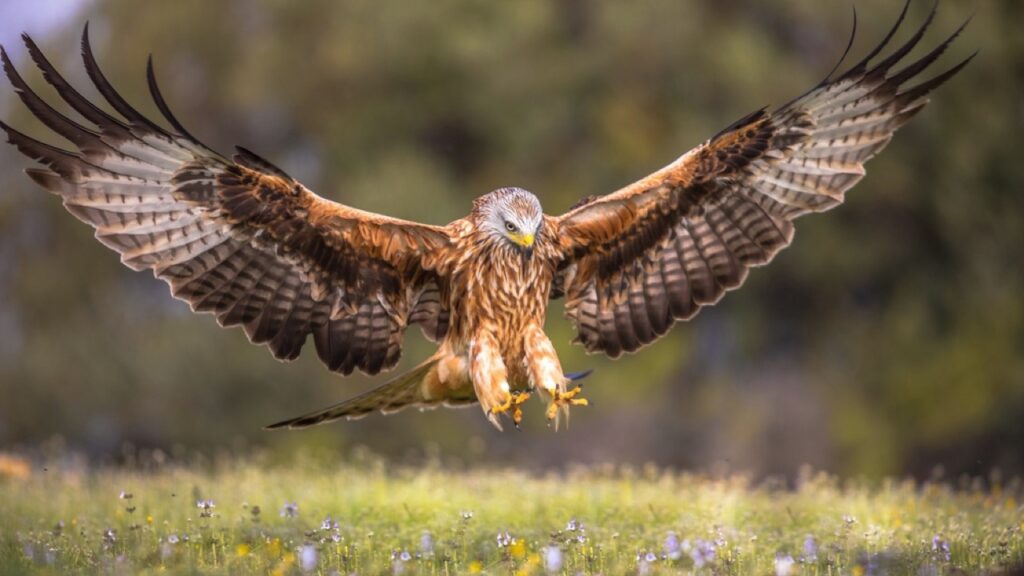 Red-Kite