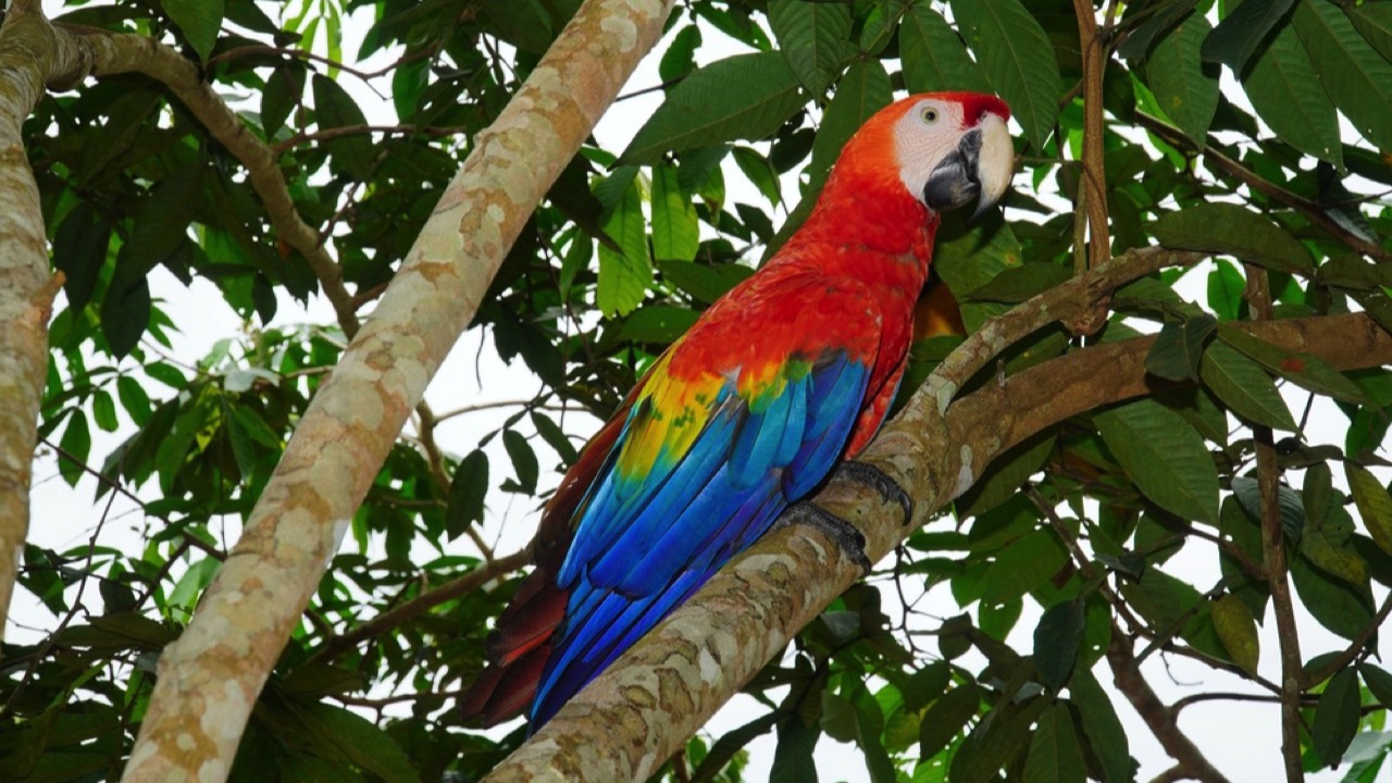 Red-and-green Macaw