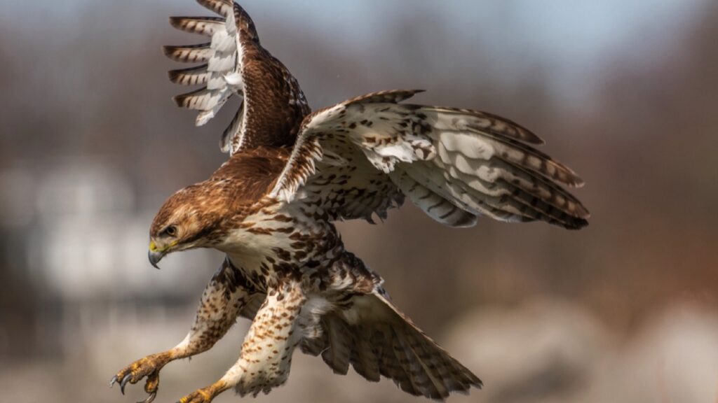 Red-tailed-Hawk-going-in-for-the-kill