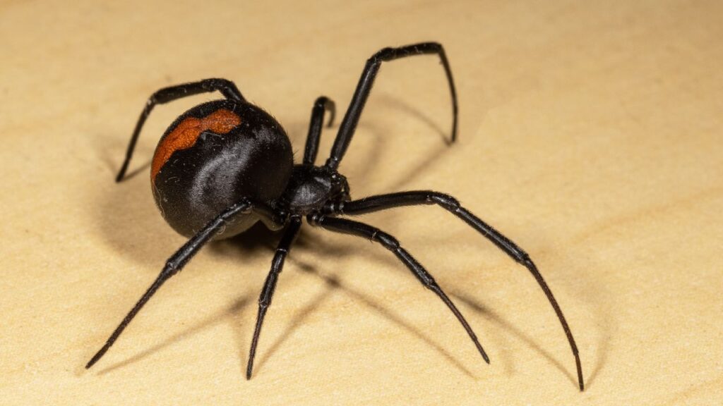 Redback Spider